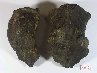 藏品(新竹花鹿頭骨(模))的圖片